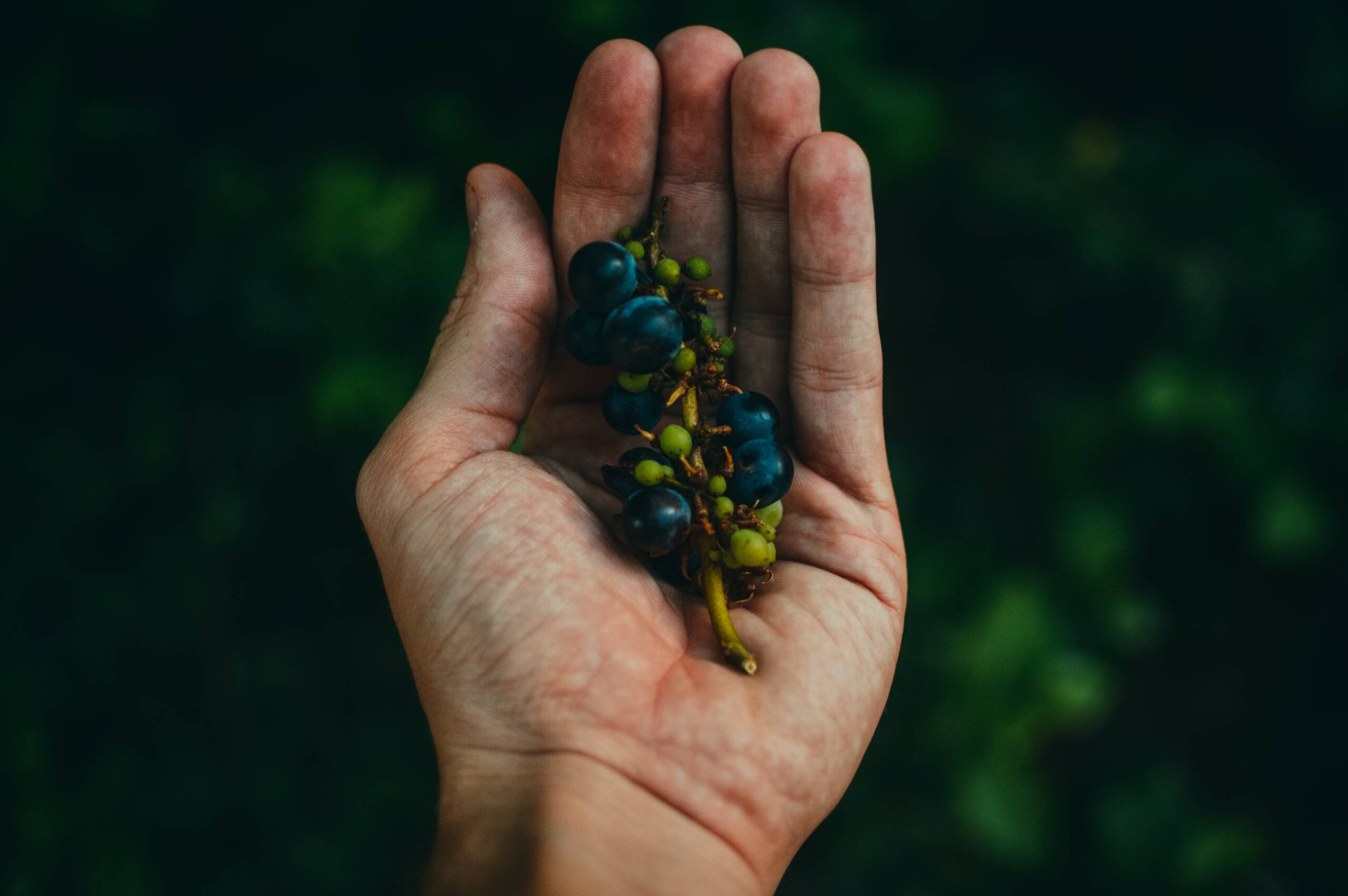 variedades de uvas populares de La Rioja