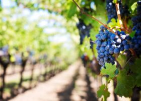 variedades de uva autóctonas de La Rioja