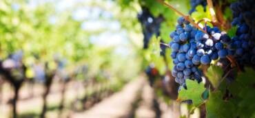 5 Variedades de Uvas populares de La Rioja