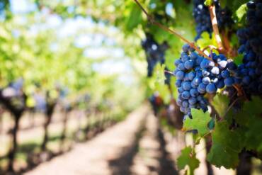 5 Variedades de Uvas populares de La Rioja