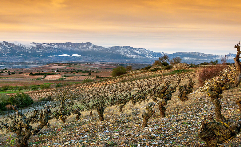 vinedo sierra cantabria