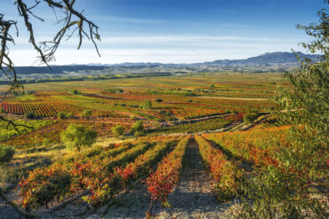 9 de Noviembre: Día Mundial del Enoturismo. Vivir el vino desde dentro en ZINIO Bodegas